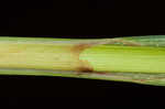 Giant sedge